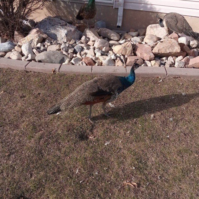 3 Peafowl, peacocks, peahens