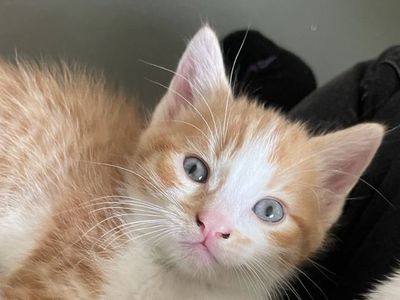 Adorable Orange and White Kittens Looking for a Loving Home