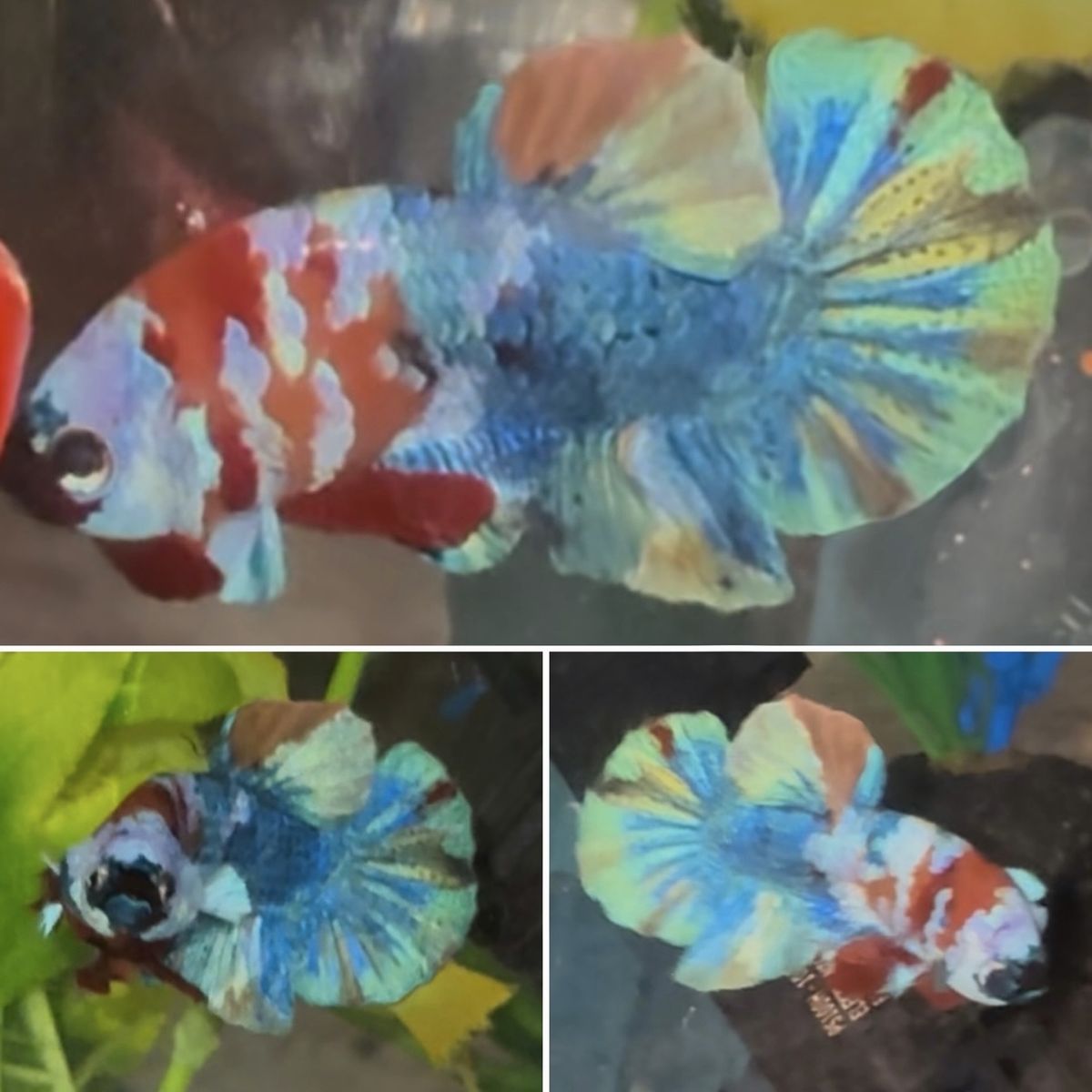 Rainbow Multicolor Betta Halfmoon Plakat