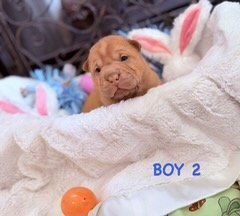 AKC Champion Chinese Shar Pei Puppies