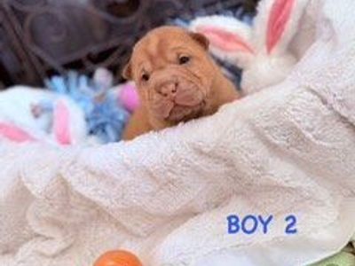 AKC Champion Chinese Shar Pei Puppies