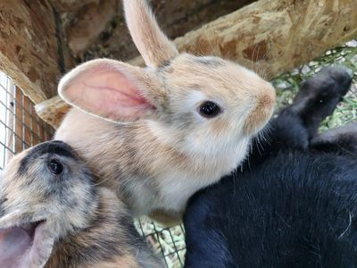 Bunny Rabbits