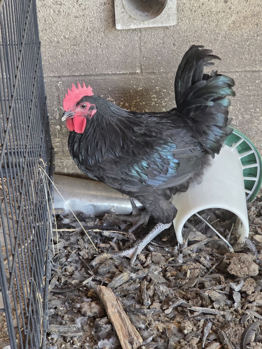 Black Australorp Chicken - Rooster