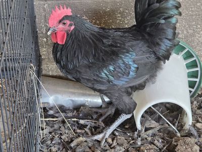 Black Australorp Chicken - Rooster