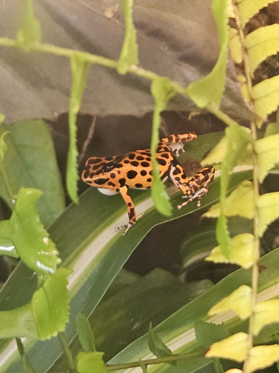 Bastimentos dart frogs