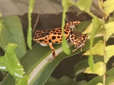 Bastimentos dart frogs