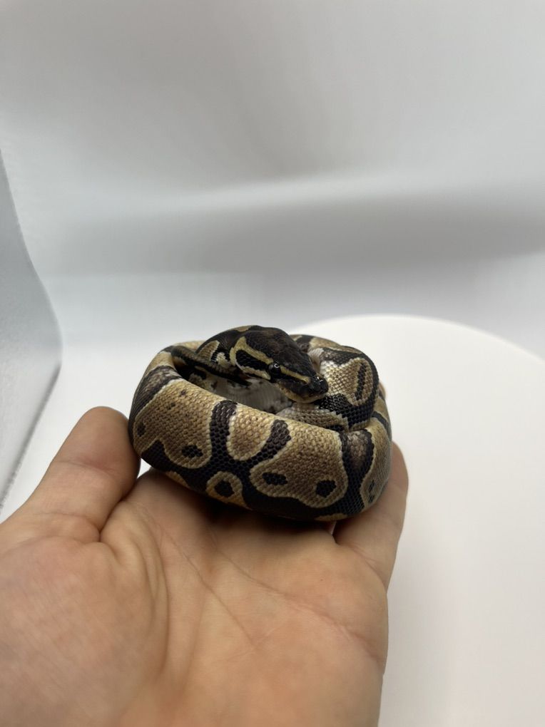 Mojave Het Pied Hatchling