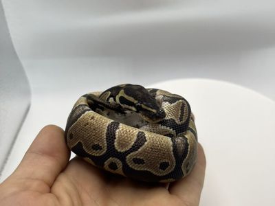 Mojave Het Pied Hatchling