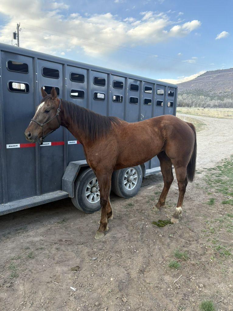5yr Old AQHA Gelding