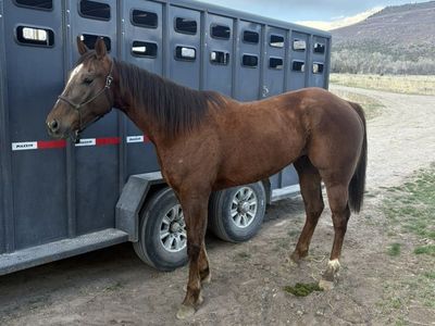 5yr Old AQHA Gelding
