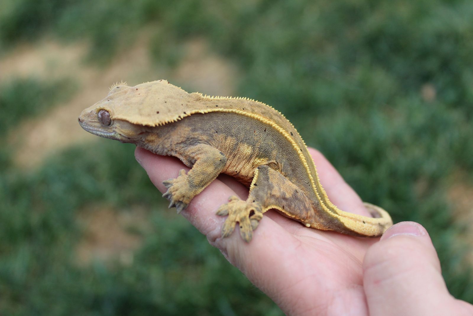 Ready to breed Crested gecko