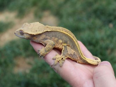 Ready to breed Crested gecko