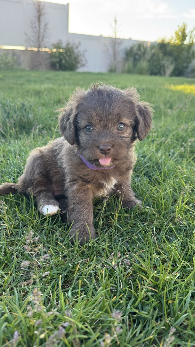 *Hypoallergenic small-breed Puppies