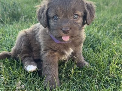 *Hypoallergenic small-breed Puppies