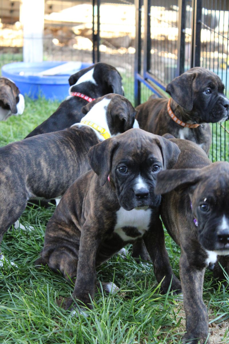 AKC Registered Boxer Puppies