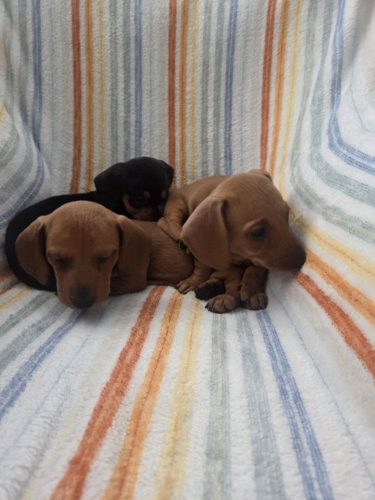 Adorable Dachshund Puppies - Multiple Colors Available