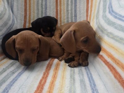 Adorable Dachshund Puppies - Multiple Colors Available