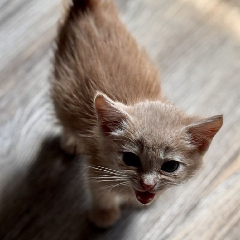 Hello my name is Palomino