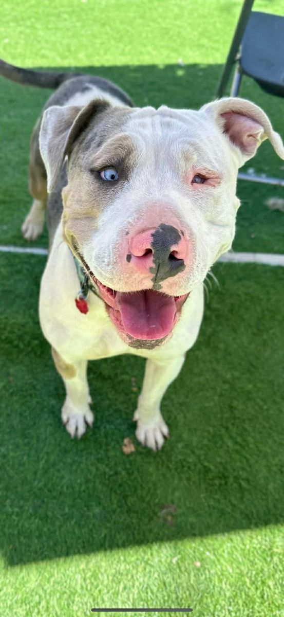 Beautiful Pitbull Terrier