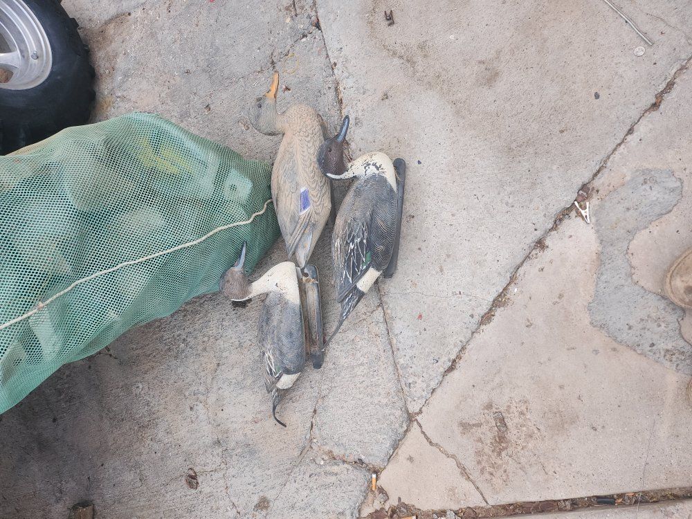ducks and geese decoys