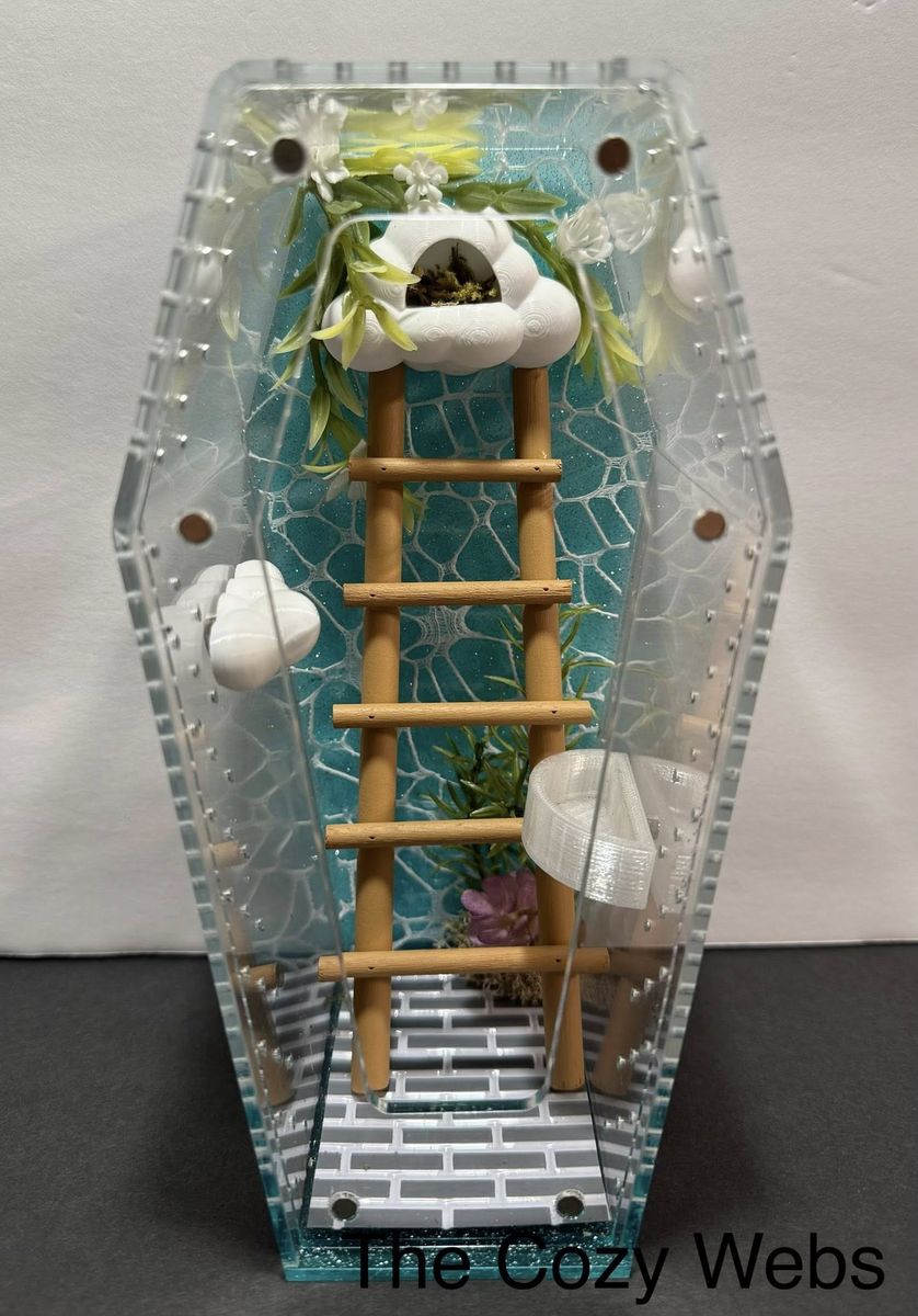 Cloud Coffin Jumping Spider