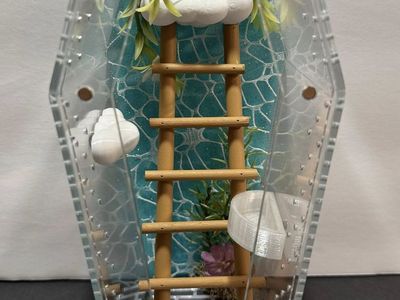 Cloud Coffin Jumping Spider