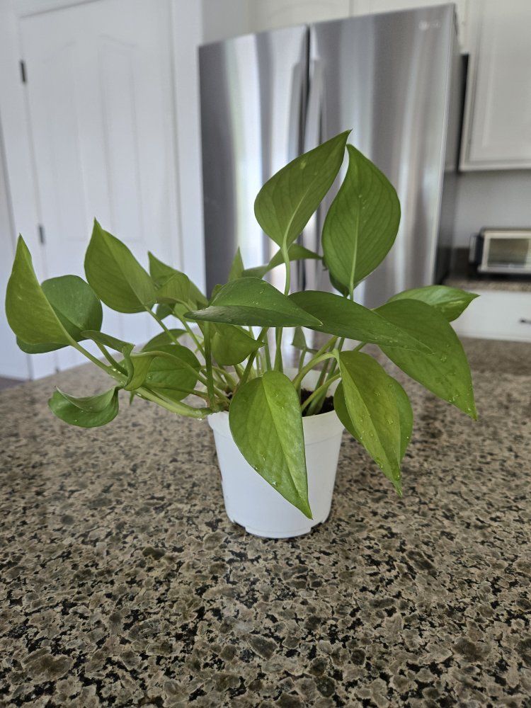 Mixed Pothos Plant in White Pot