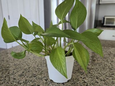 Mixed Pothos Plant in White Pot