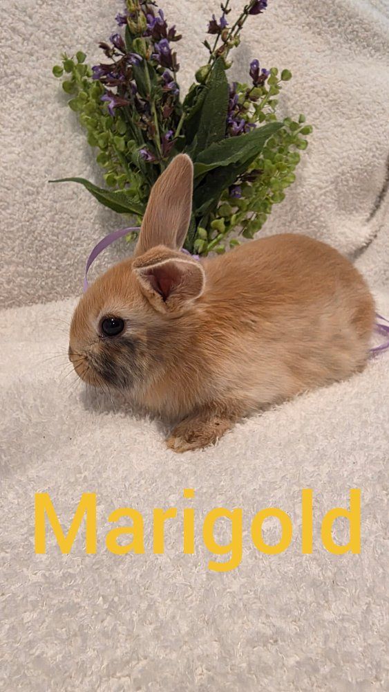 Adorable Netherland Dwarf bunny