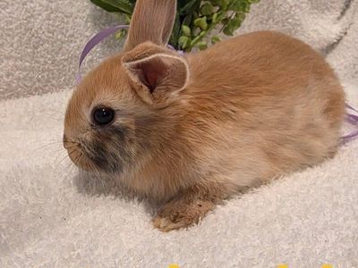 Adorable Netherland Dwarf bunny
