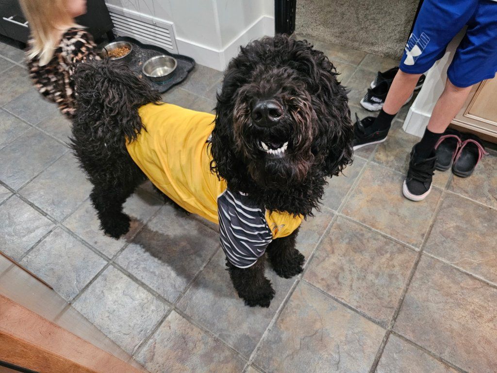 4 year old female bernedoodle
