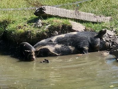 Kunekune piglet
