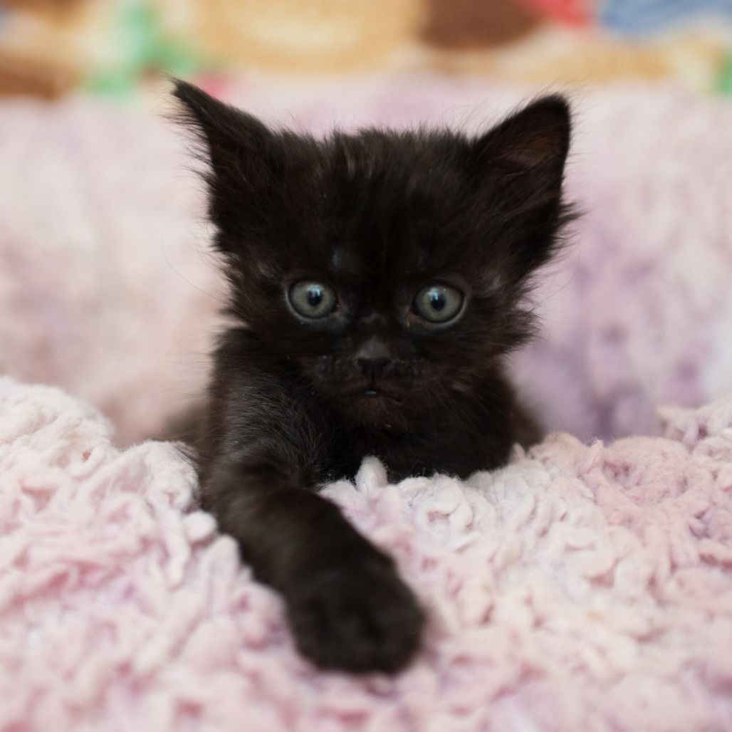 Hello my name is Black Knight