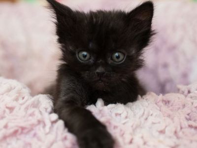 Hello my name is Black Knight