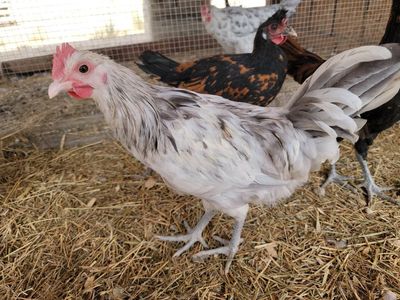 Flashy Young Roosters