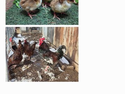 Speckled Sussex Chicks