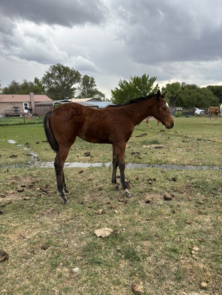 Aqha Bay Stud Colt