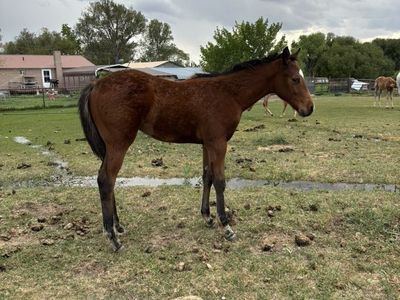Aqha Bay Stud Colt