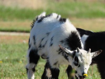 Purebred Nigerian Dwarf Buck