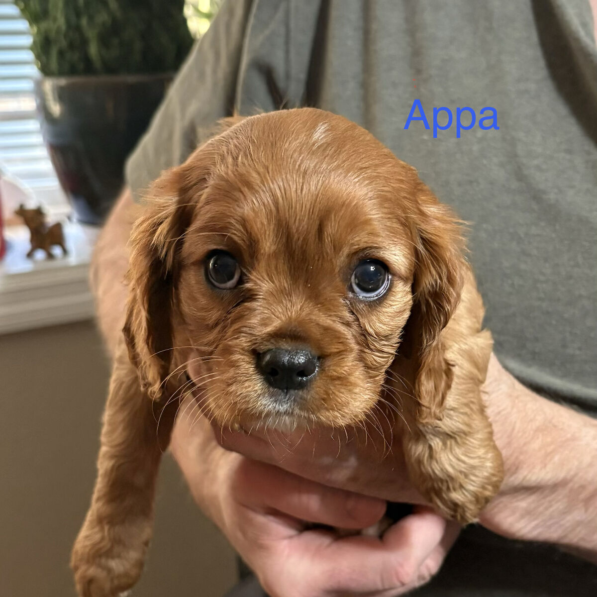 Cavalier King Charles Spaniels