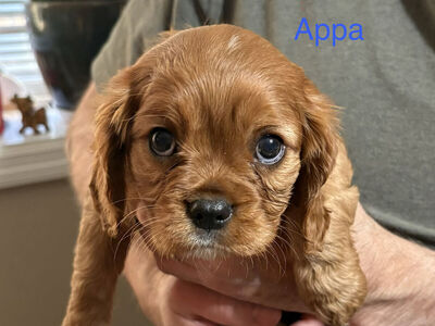 Cavalier King Charles Spaniels