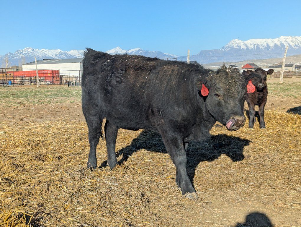 Yearling Dexter Heifers
