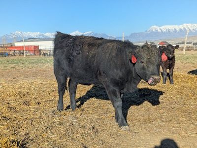 Yearling Dexter Heifers