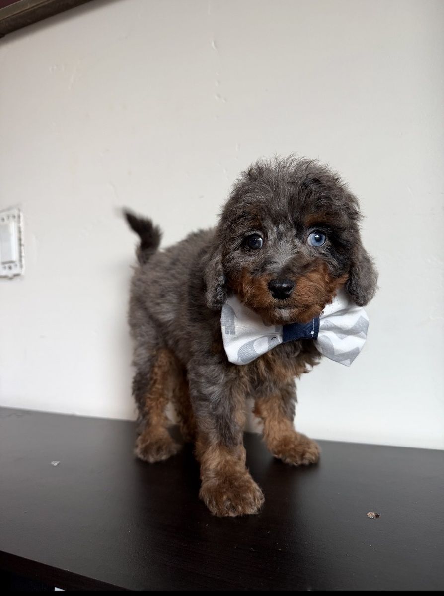 Toy Aussiedoodle puppies