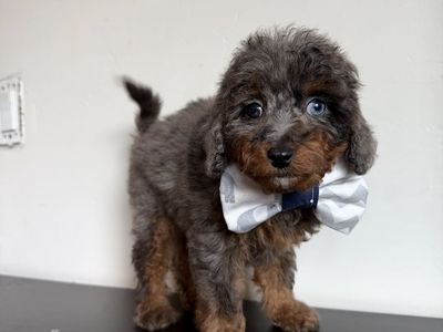 Toy Aussiedoodle puppies