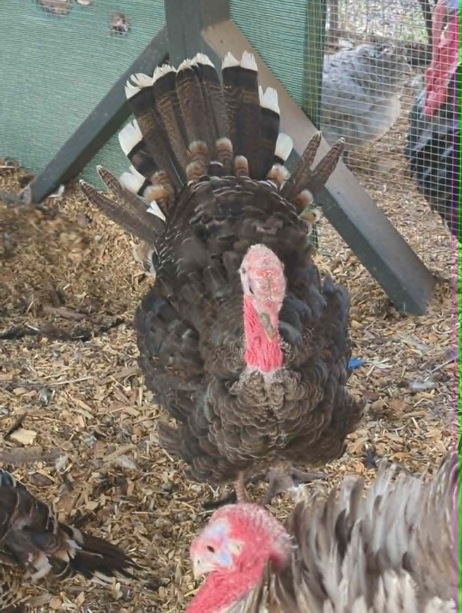 Young Heritage Bronze Turkeys