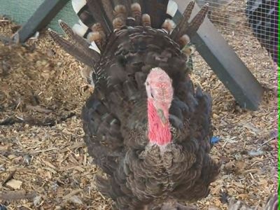 Young Heritage Bronze Turkeys