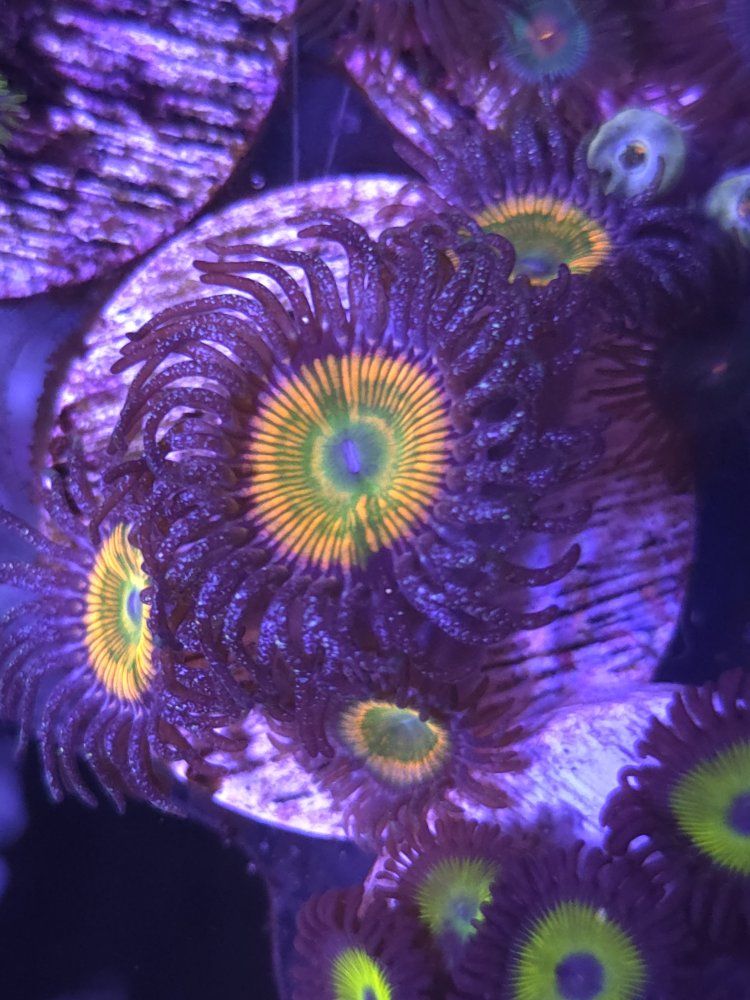 Zoa's 