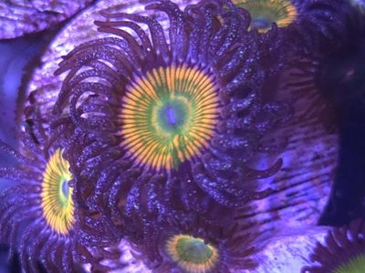 Zoa's