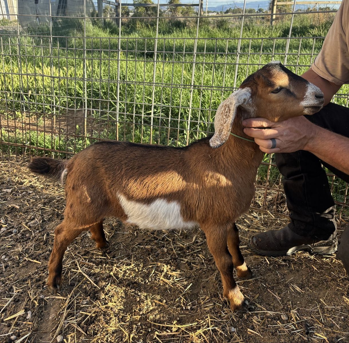 3 MDGA purebred mini Nubian bucks